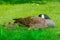 Canada Goose mother, babies, and butterfly