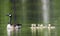 Canada Goose mother and baby goslings, Walton County, GA.