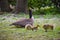 Canada goose mother and goslings in a park