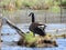 Canada Goose natural nesting area in swamp