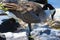 Canada Goose on Nest