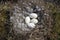 Canada goose nest with four eggs surrounded by down feathers