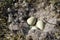 Canada Goose nest with three eggs