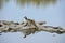 Canada Goose nesting