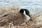 Canada goose nesting