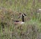 Canada goose nestled in the tall shore grass