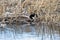 Canada Goose nests in a marsh in early spring