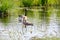 Canada goose with newly hatched chicks, swimming in the water, soft yellow chicks