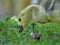 Canada goose with offspring