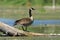 Canada Goose - Ontario, Canada