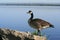 Canada Goose on Ottawa River