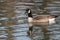 Canada Goose Out for a Swim on a Sunday Afternoon