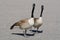 Canada goose pair acting in unison