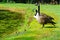 Canada Goose pair with babies.