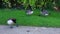 canada goose in a park