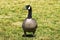 Canada goose on a park meadow, California