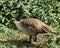 Is the Canada Goose a pest