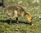 Canada Goose Photo. Canada Goose Gosling Image. Canadian baby gosling close-up profile view foraging on grass in its environment