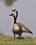 Canada Goose Photo. Canadian Geese couple close-up profile view with a blur blue water background in their habitat and environment