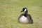 Canada Goose Portrait in Green Grass