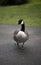 Canada Goose posing for the camera