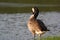 Canada Goose Preening