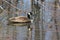 Canada Goose reflecting