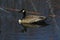 Canada Goose reflecting