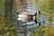 Canada goose in reflecting waters