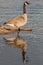 Canada Goose Reflection