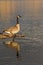 Canada Goose Reflection