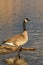 Canada Goose Reflection on Lake