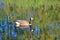 Canada Goose and Reflective Water Habitat