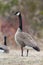 Canada Goose Scanning its Surroundings