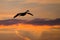 Canada Goose Silhouetted in the Sunset Sky As It Flies