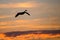 Canada Goose Silhouetted in the Sunset Sky As It Flies