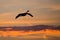 Canada Goose Silhouetted in the Sunset Sky As It Flies