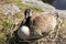 Canada goose sitting on branch nest hatching her eggs