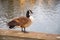 Canada Goose is sitting on the edge of a lake. Her plumage is brown and her throat is black