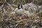Canada goose sitting on a nest at Great Meadows, Massachusetts.