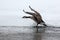 Canada Goose Splashing Down as it Lands in Winter