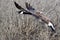 Canada Goose Squawking As It Comes In For Landing