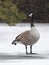 Canada Goose Standing on Frozen River