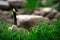 Canada Goose Standing in Grass