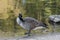 Canada Goose Standing Beside a Lake Scratching Itself