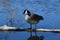 Canada goose standing on a piece of drift wood