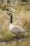 Canada Goose standing in the reeds