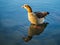 Canada goose standing in transparetn water on stones on lake