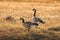 Canada goose standing on yellow grass field in Yellowstone