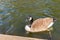 Canada goose swimming in the lake in London during daytime